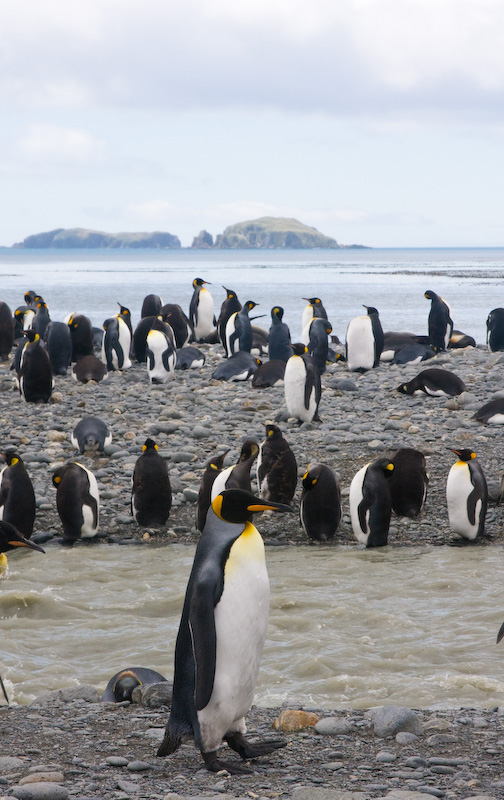 King Penguins On Stream Bank